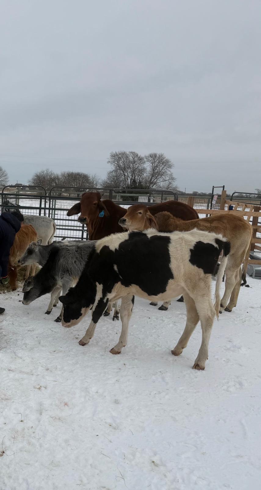 Sacred cows at the Gausevak sanctuary