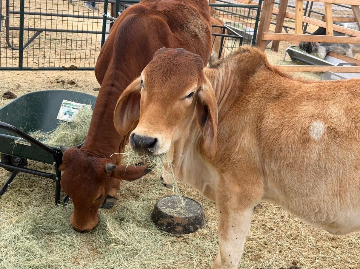 Brahman cows grazing on the Panchavati land in Celina, Texas